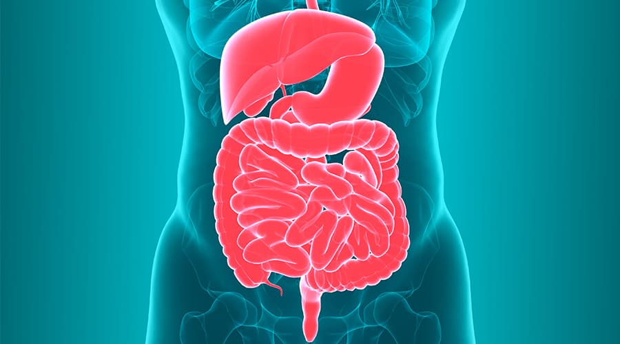 The Impact of Gut Health on Overall Wellness.